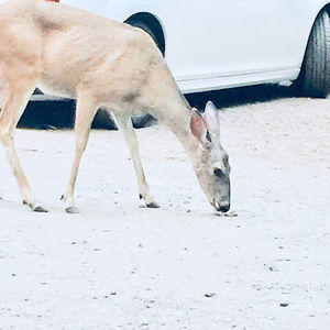 Meet your Posher, Caius